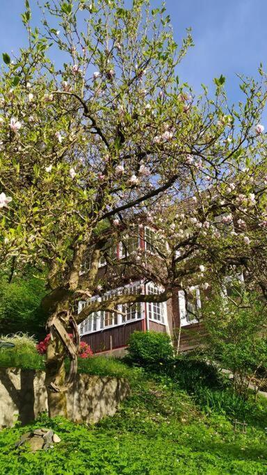 Haus Am Wald Zorge 16+ Gaeste Walkenried Екстер'єр фото