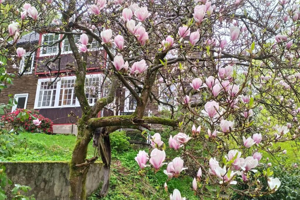 Haus Am Wald Zorge 16+ Gaeste Walkenried Екстер'єр фото